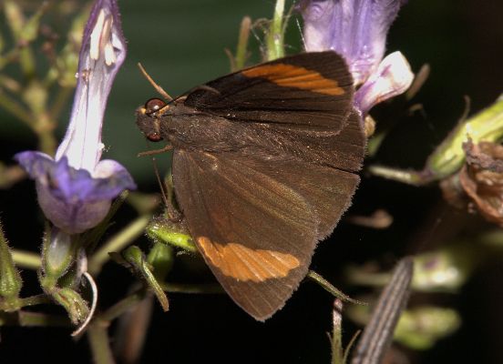 Katreus johnstoni caught by crab spider 2
